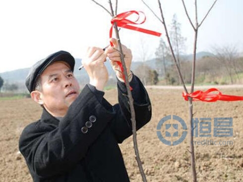 恒昌财富南京分公司开展公益植树活动