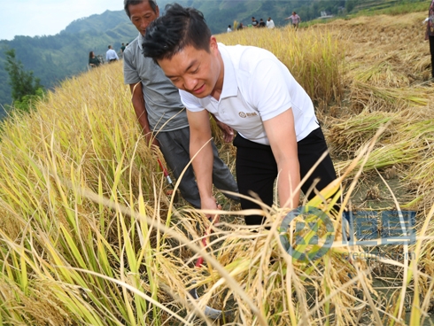 助力酉阳特色乡村振兴之路   恒昌携北京榜样共赴丰收节